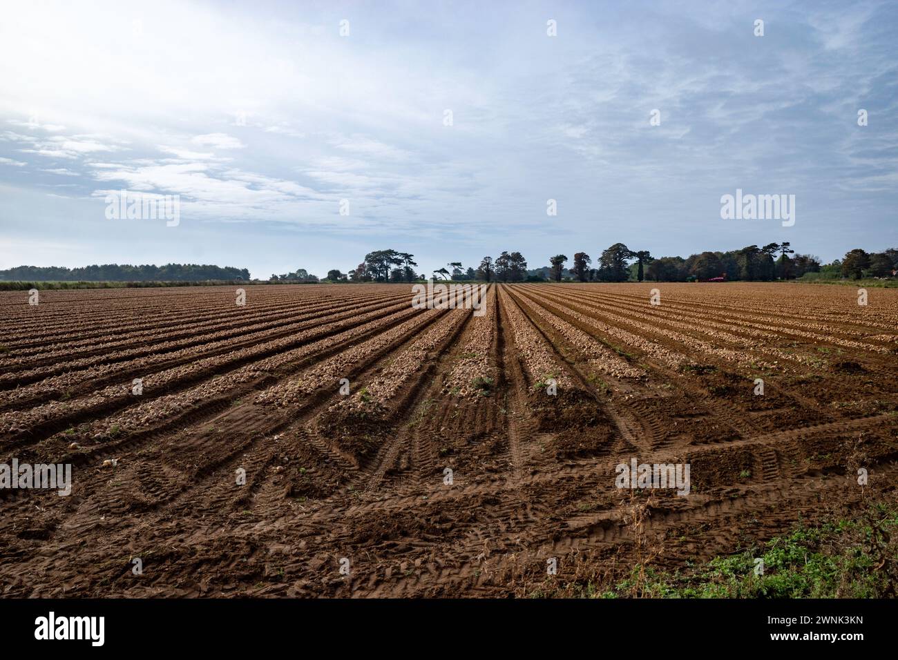 Zwiebel Ernte Bawdsey Suffolk UK Stockfoto
