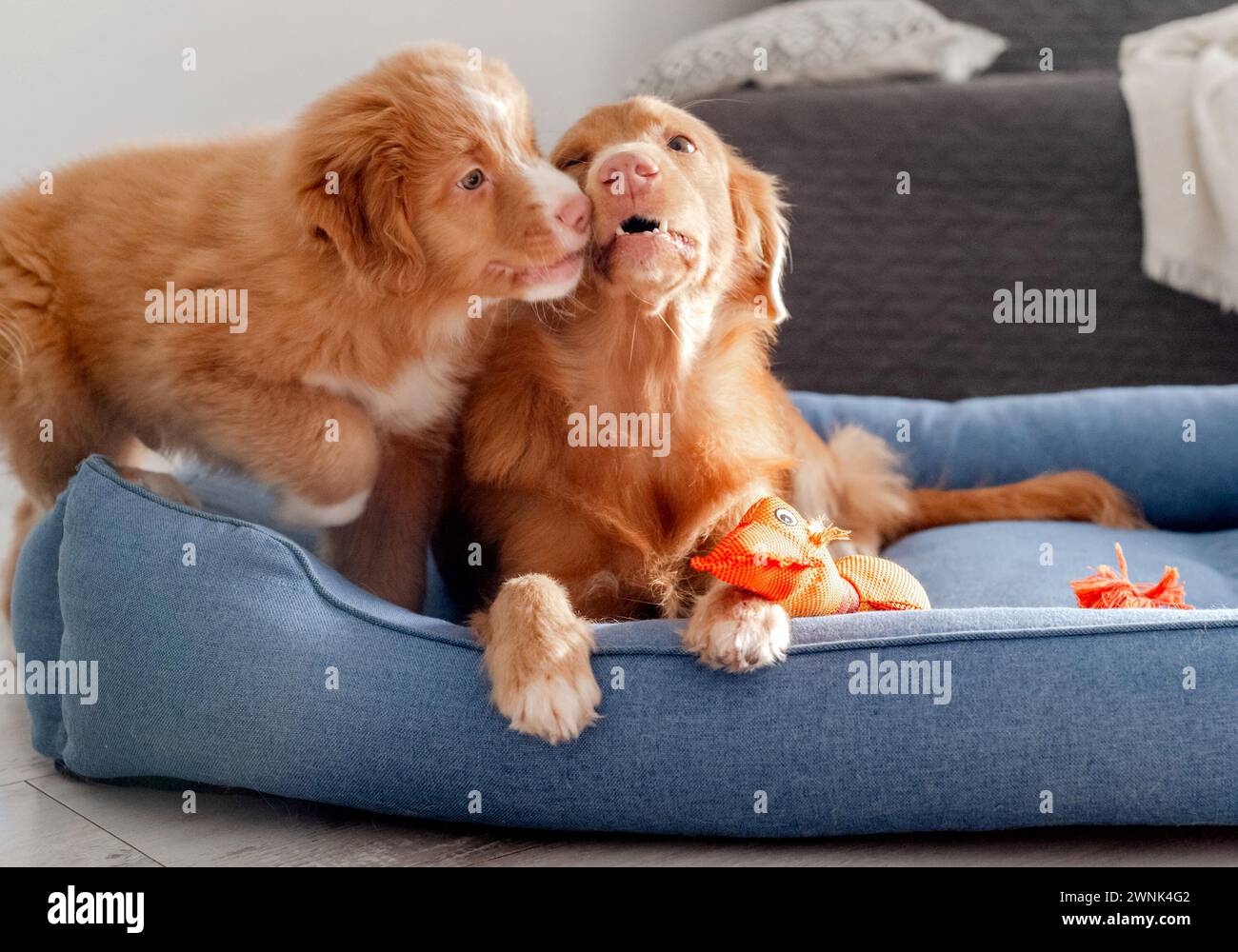 Toller Hund mit Welpen und Bright Toy Duck in Blue Bed ist Ein Nova Scotia Duck Tolling Retriever Stockfoto