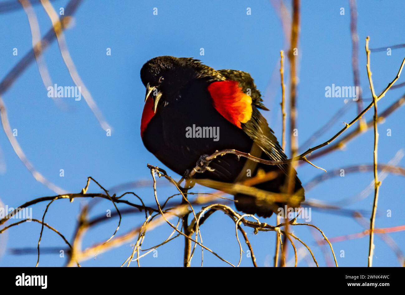 Ein männlicher Rotflügelbarsch (Agelaius phoeniceus) singt sein Lied in einem Baum in der Farmington Bay Waterfowl Management Area, Farmington, Davis County, Utah Stockfoto