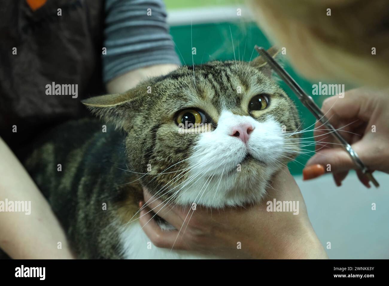 Eine Person pflegt eine Katze, schneidet ihre Haare mit Präzision und Sorgfalt. Stockfoto