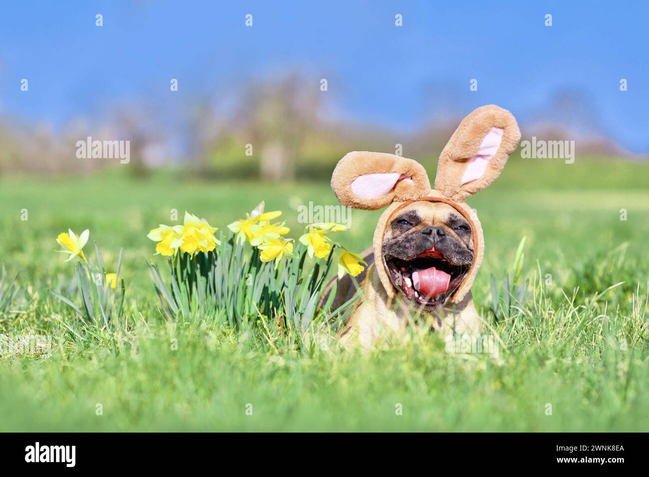 Lustiger französischer Oster-Bulldogge-Hund mit Kaninchenkostümoohren und offenem Mund neben Narzissen-Frühlingsblumen Stockfoto