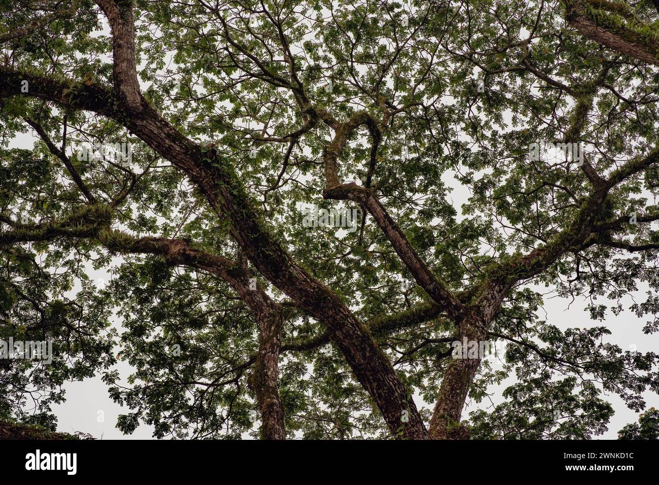 Riesige Regenwaldbäume bedecken den Himmel. Flachwinkelansicht. Stockfoto