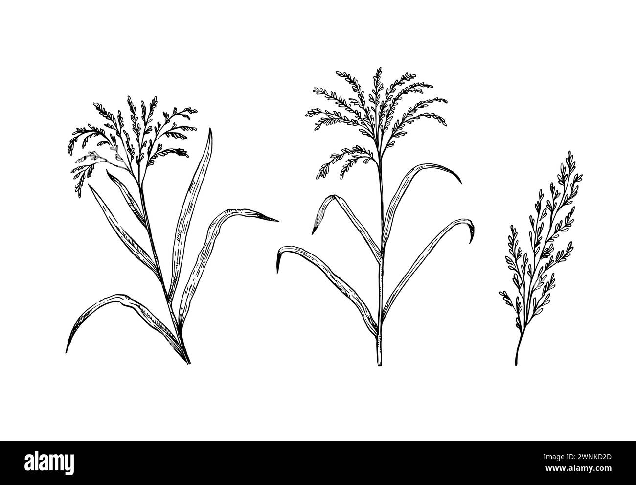 Reispflanzen und Ohren. Vektorgrafik für Schwarzweiß-Skizzen. Stock Vektor