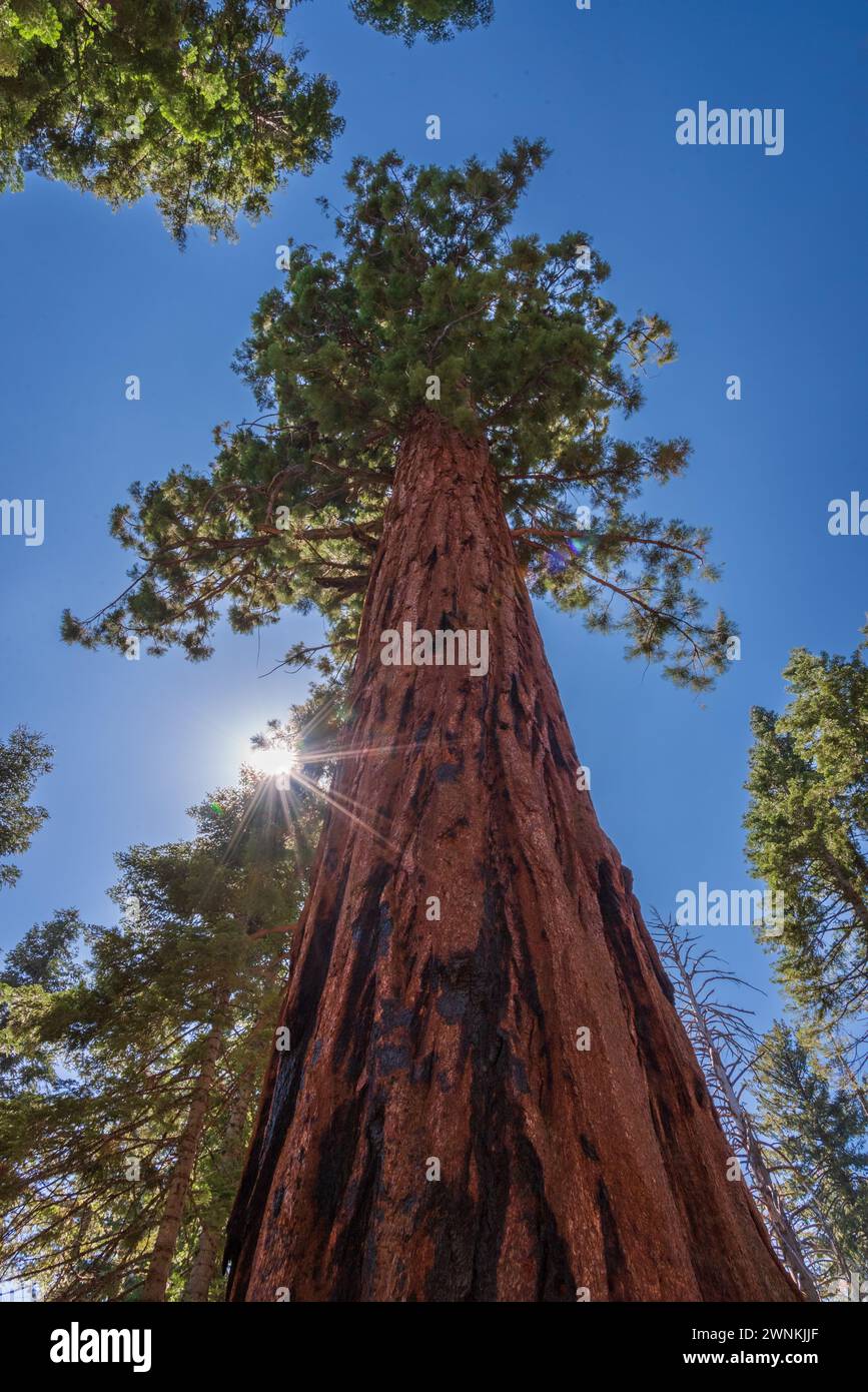 Blick auf einen riesigen Mammutbaum in Mariposa Grove, Yosemite National Park, Kalifornien, USA. Stockfoto