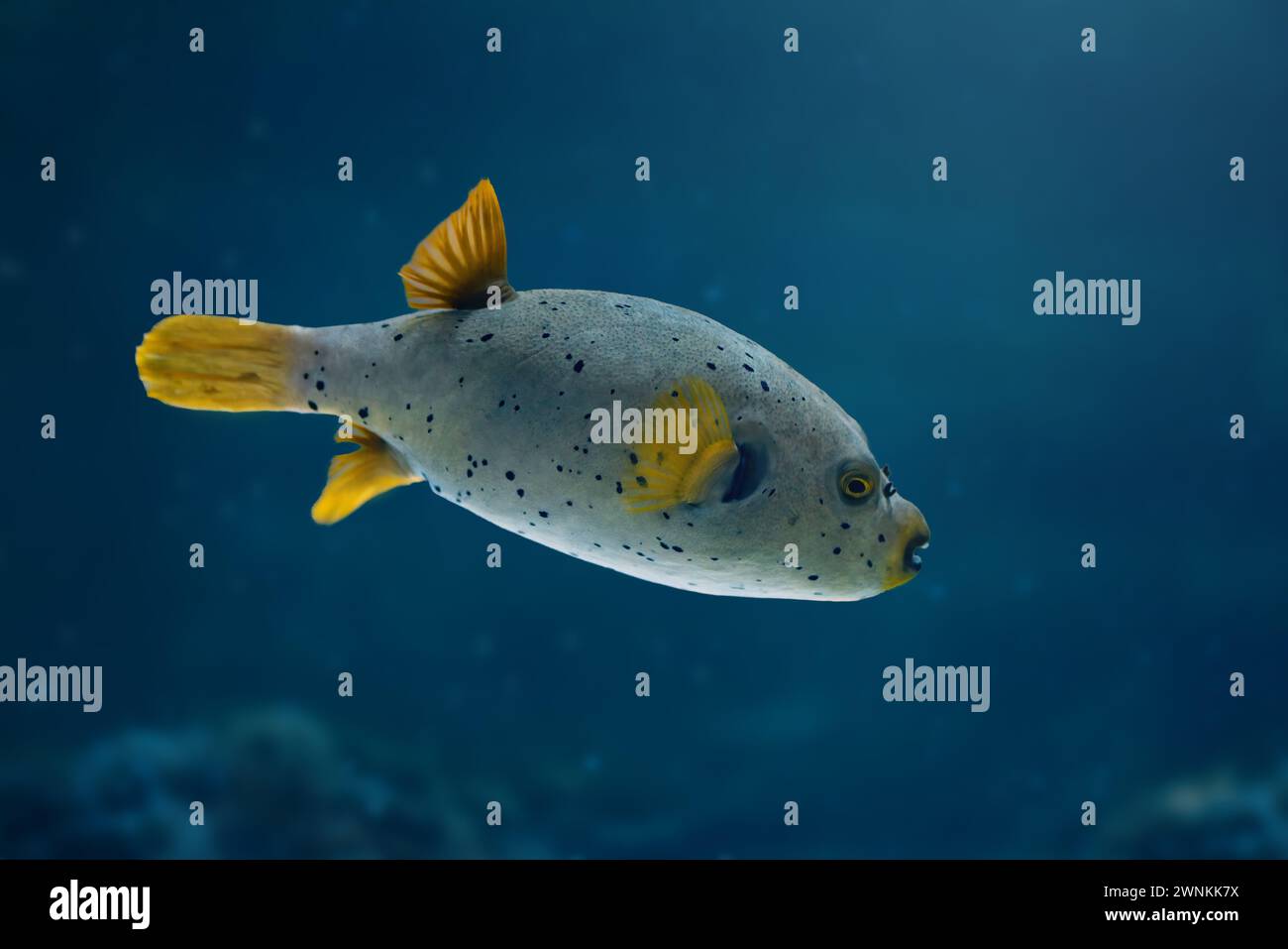 Schwarzfleckenpuffer (Arothron nigropunctatus) oder Hundepuffer Stockfoto
