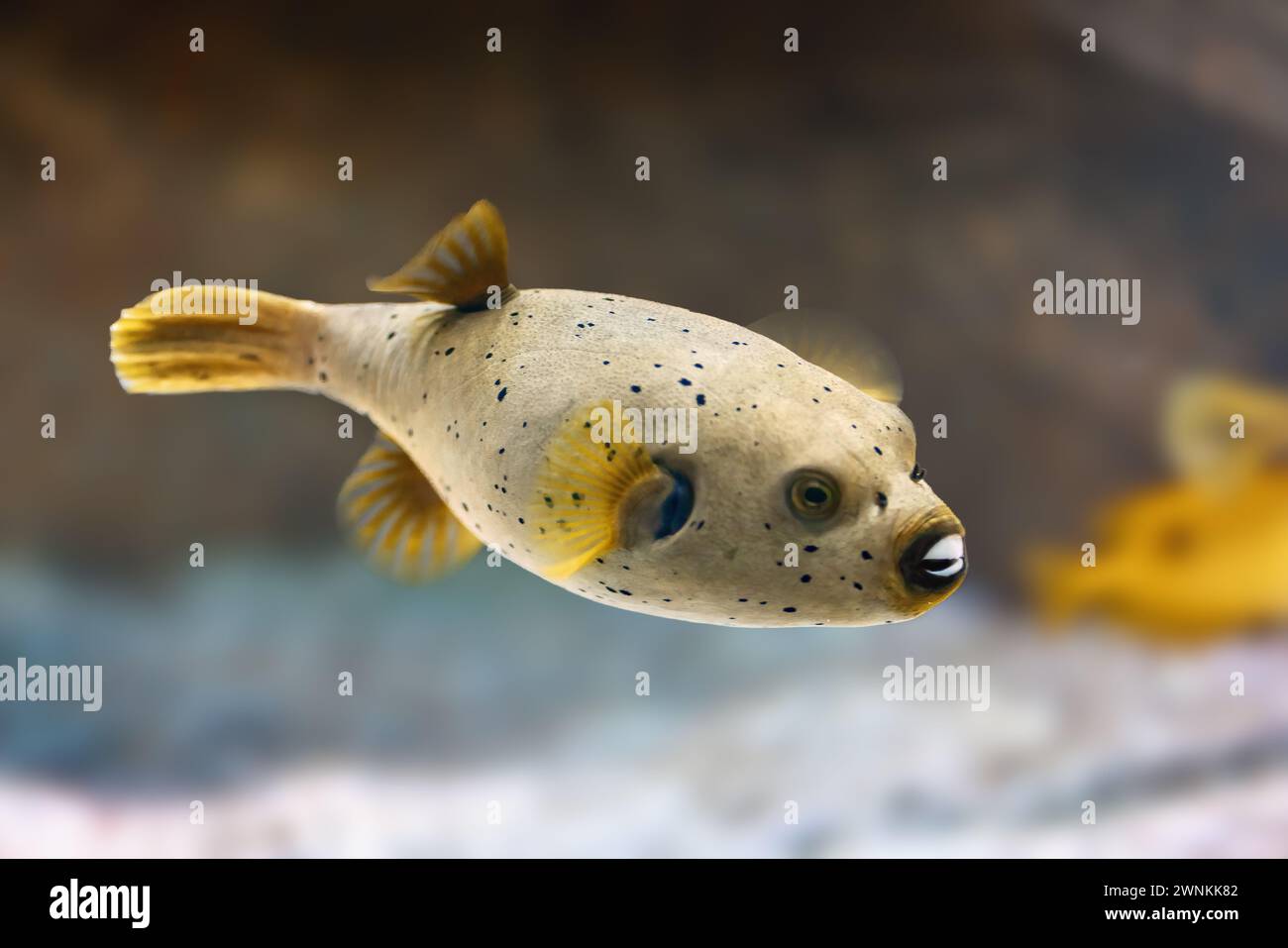 Schwarzfleckenpuffer (Arothron nigropunctatus) oder Hundepuffer Stockfoto