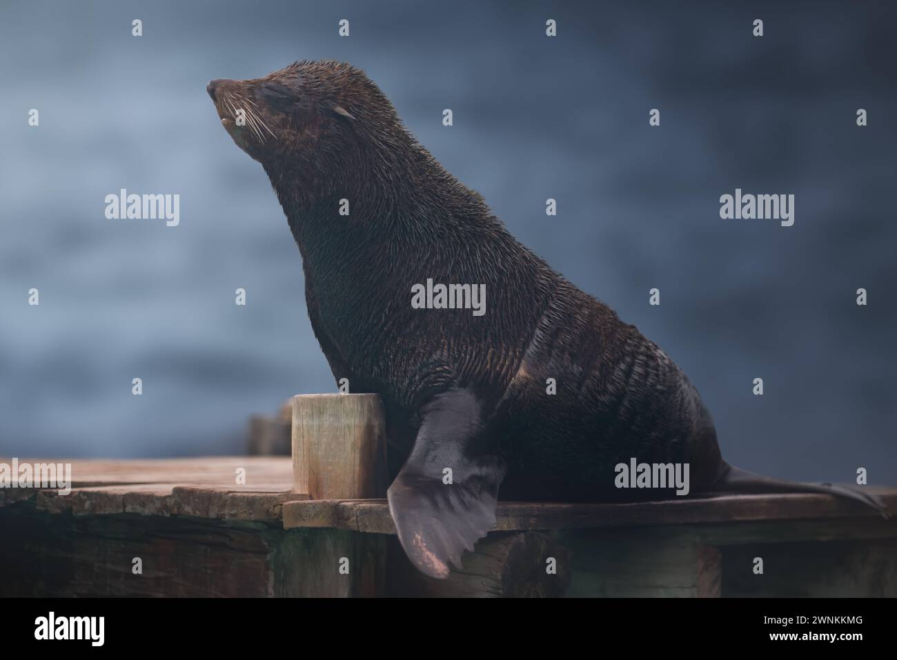 Südamerikanischer Seebär (Arctocephalus Australis) Stockfoto