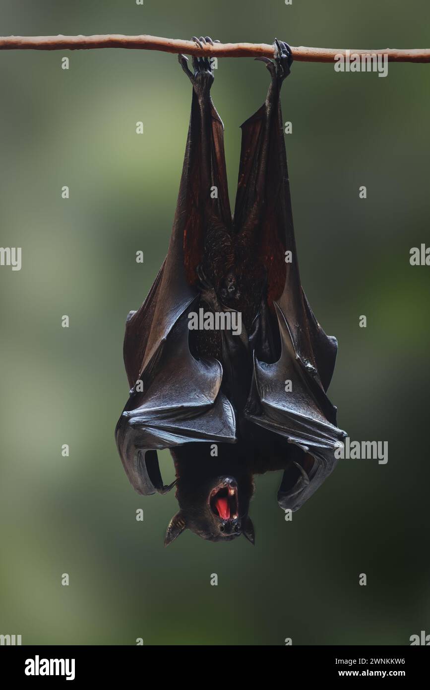 Großer Flying Fox (Pteropus vampyrus) mit offenem Mund Stockfoto