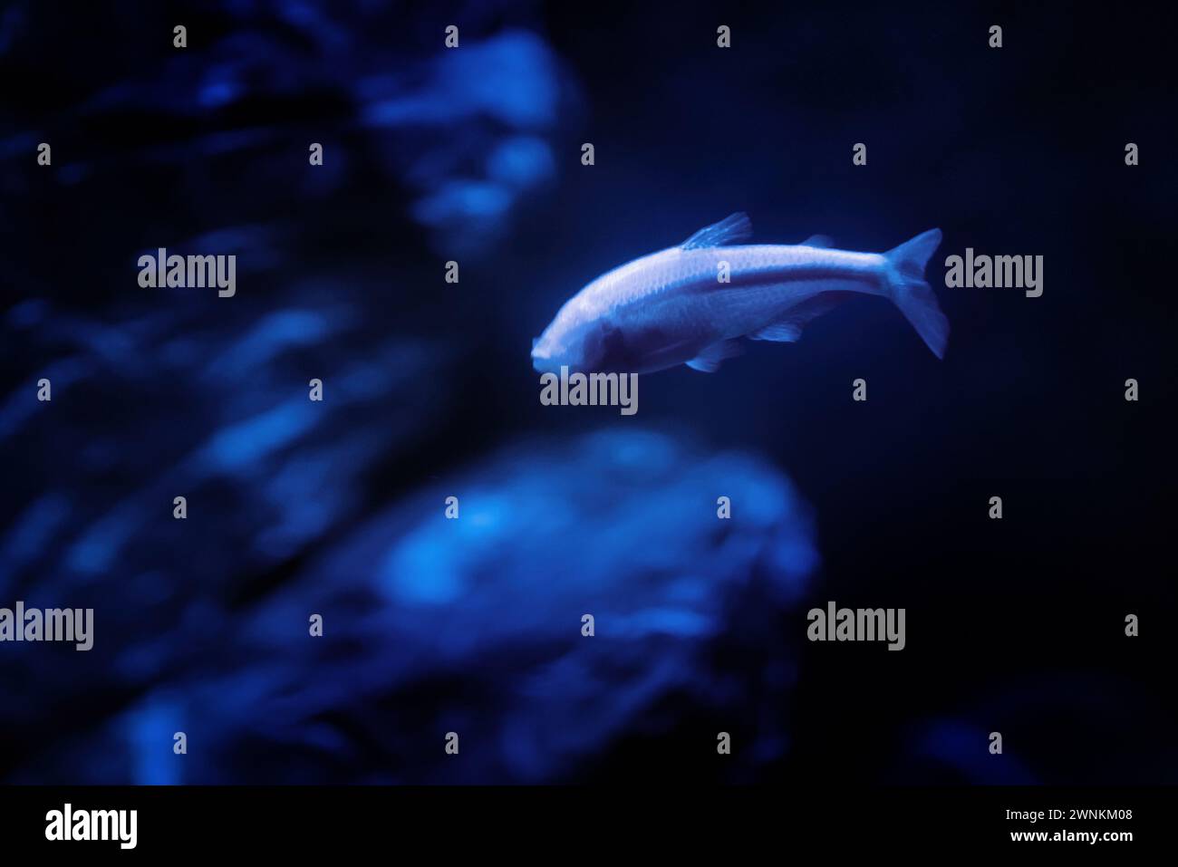 Blind Cave Tetra (Astyanax jordani) - Süßwasserfische Stockfoto