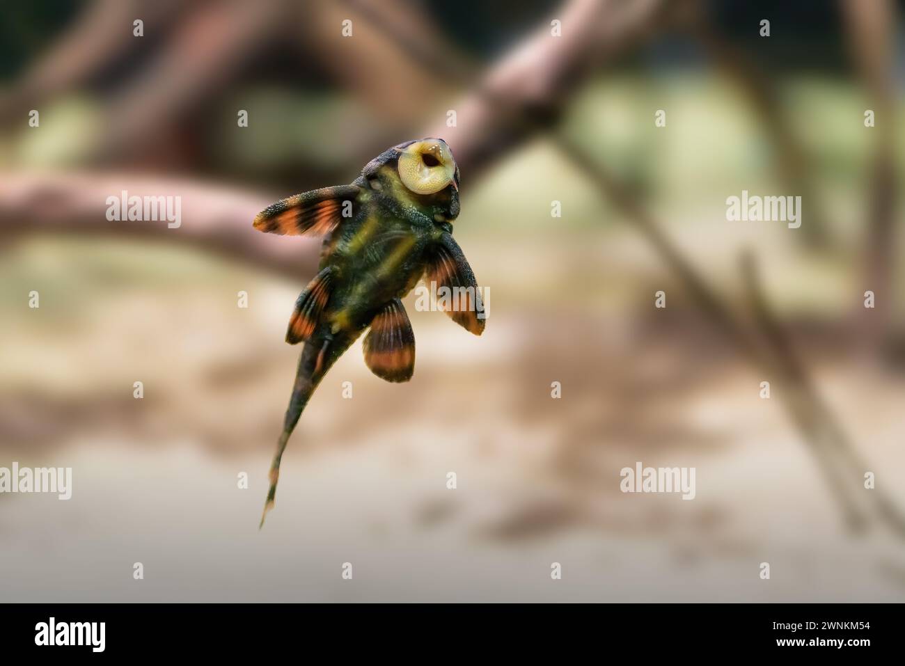 Blutroter Tiger Pleco (Panaqolus claustellifer) - Süßwasserfische Stockfoto