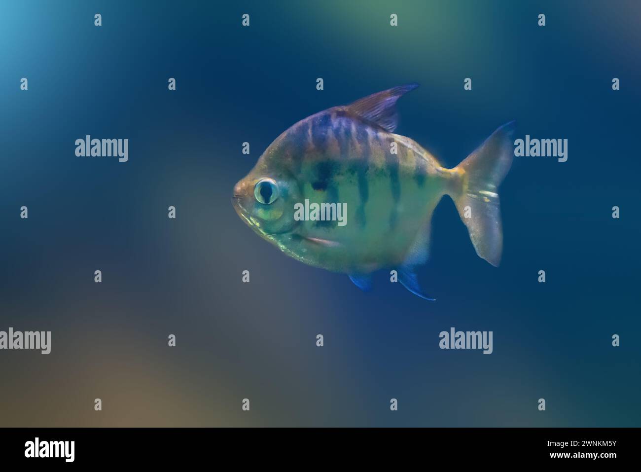 Gestreifte Metynnis (Metynnis fasciatus) - Süßwasserfische Stockfoto