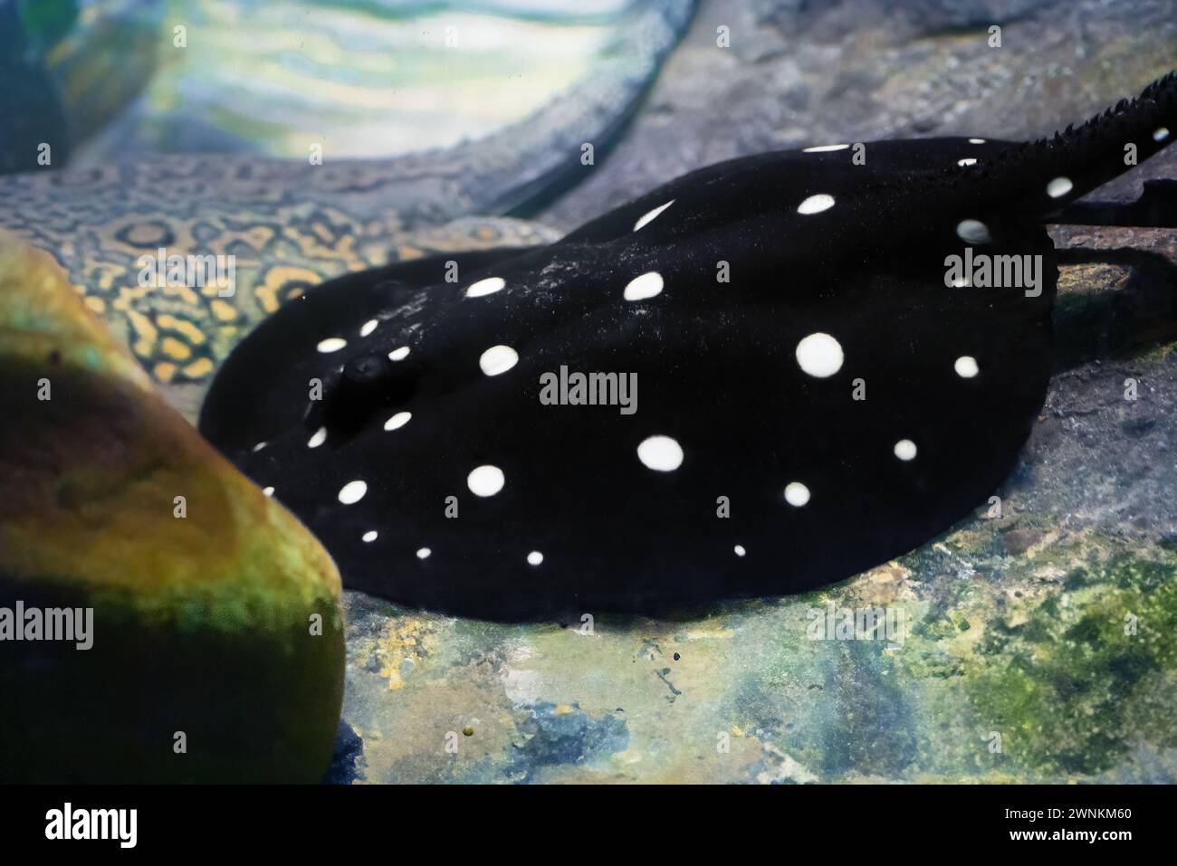 Bigtooth River Stachelrochen (Potamotrygon henlei) Stockfoto