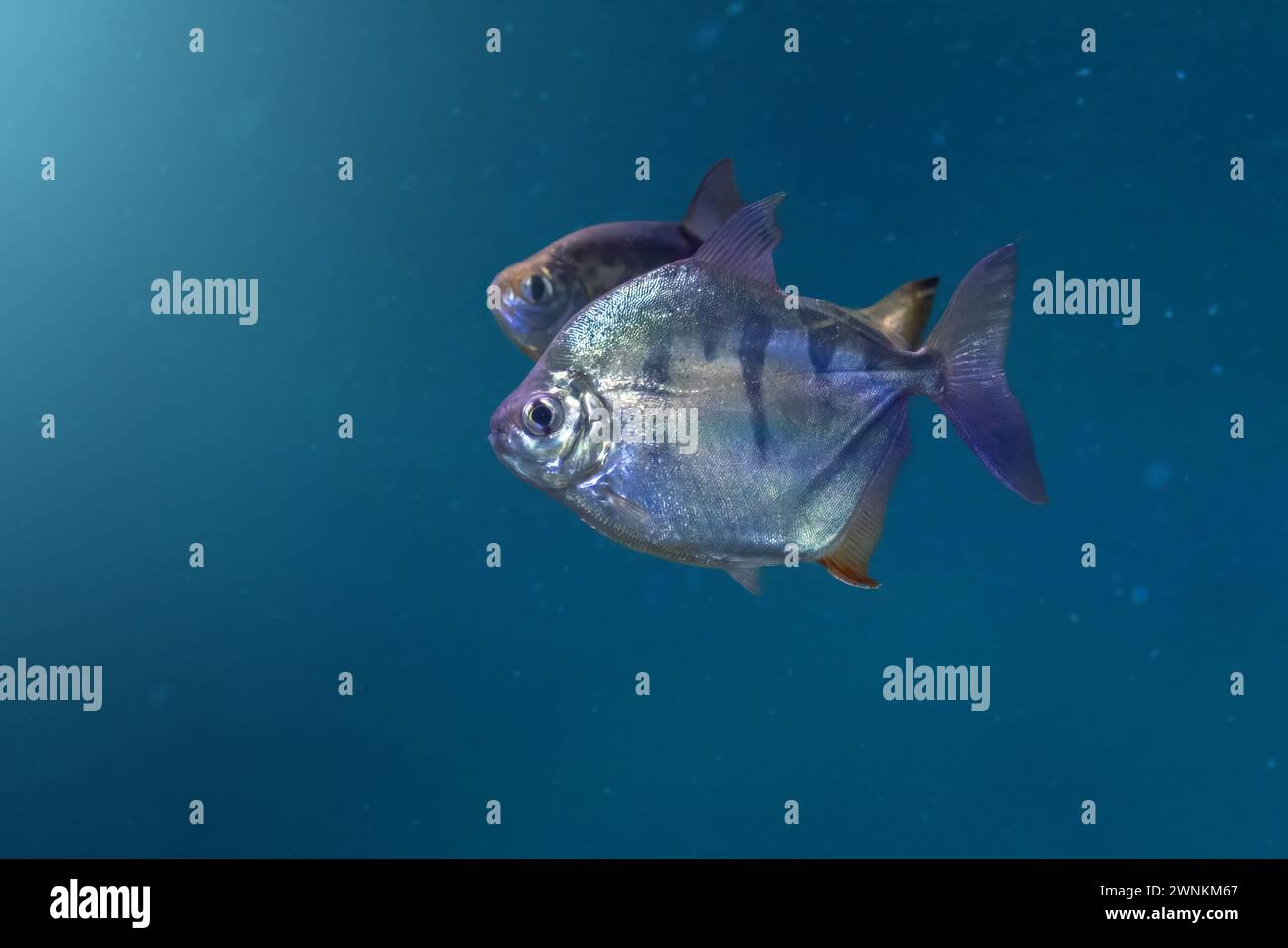 Gestreifte Metynnis (Metynnis fasciatus) - Süßwasserfische Stockfoto