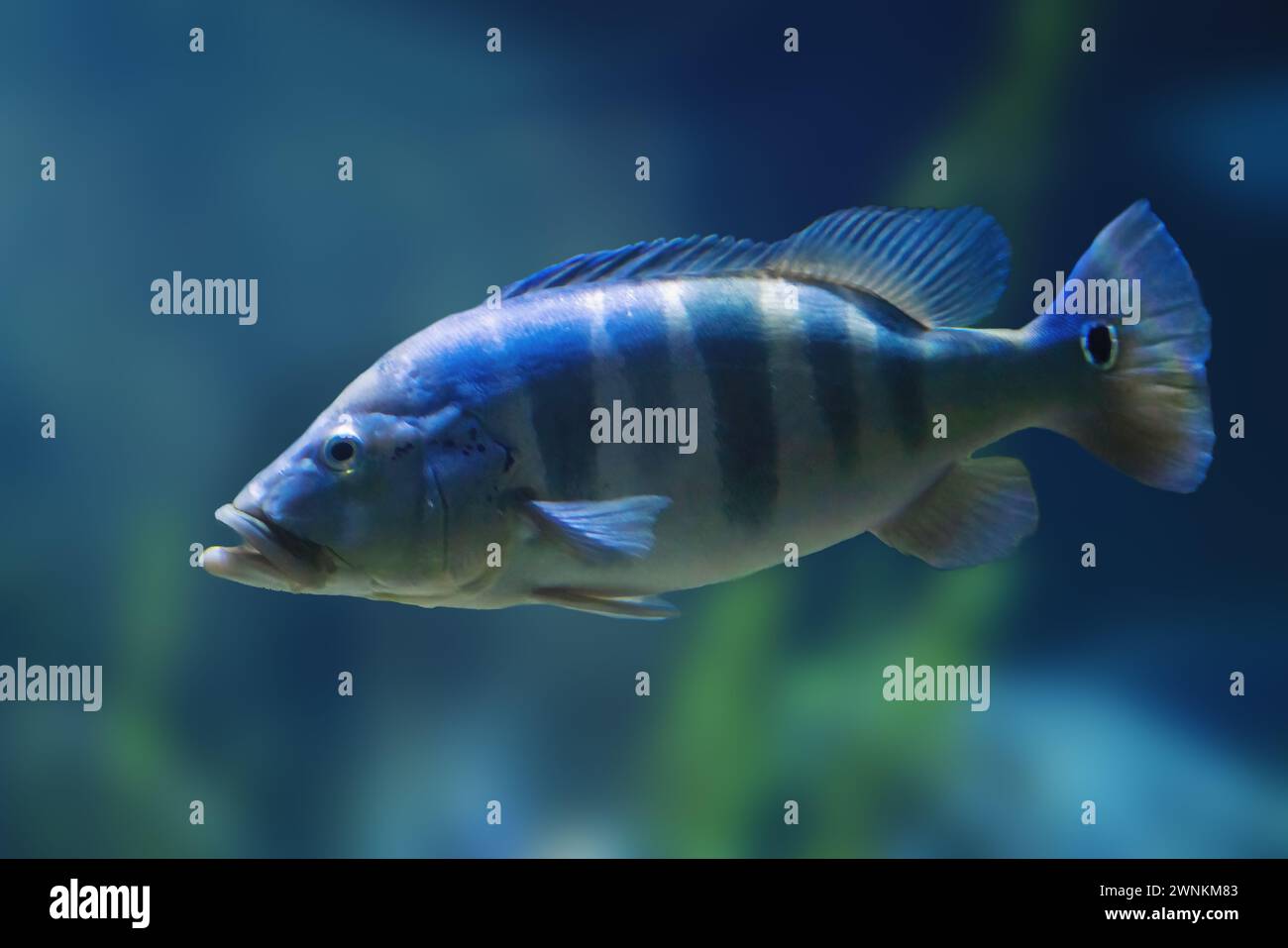 Blauer Pfauenbarsch (Cichla piquiti) - Süßwasserfisch Stockfoto