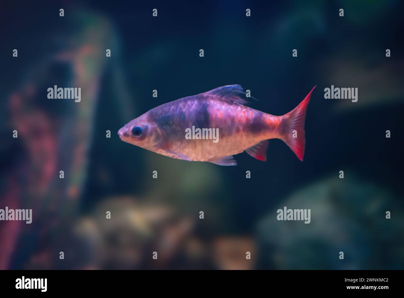 Arulius Barb (Dawkinsia Arulius) - Süßwasserfische Stockfoto