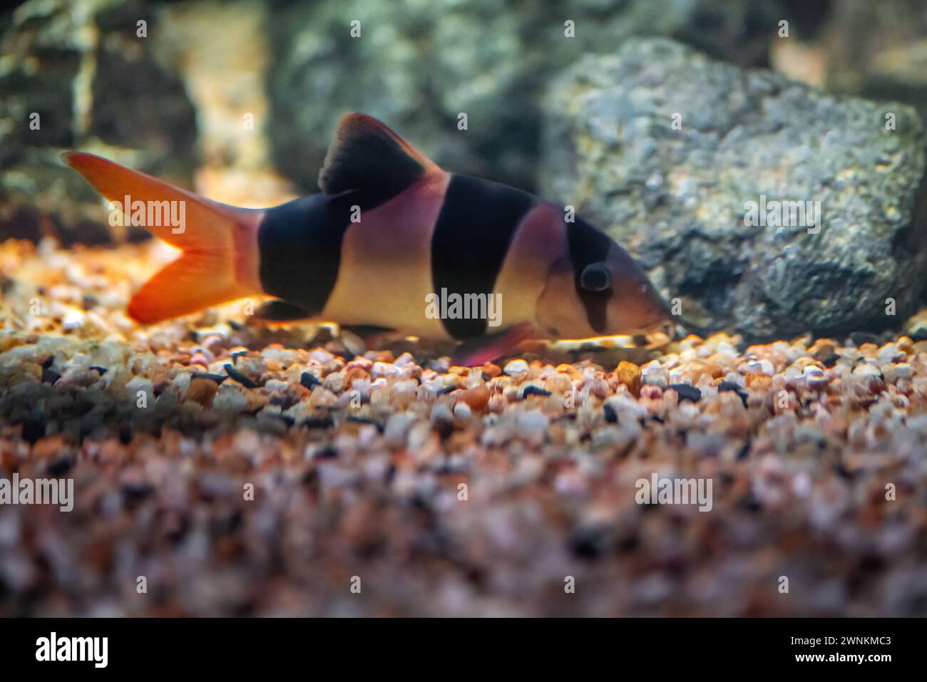 Clownlochs (Chromobotia macracanthus) - Süßwasserfische Stockfoto