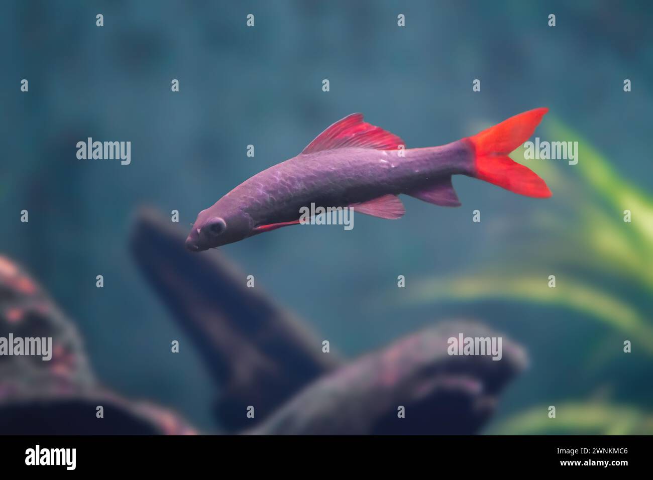 Rainbow Sharkminnow (Epalzeorhynchos frenatum) - Süßwasserfisch Stockfoto