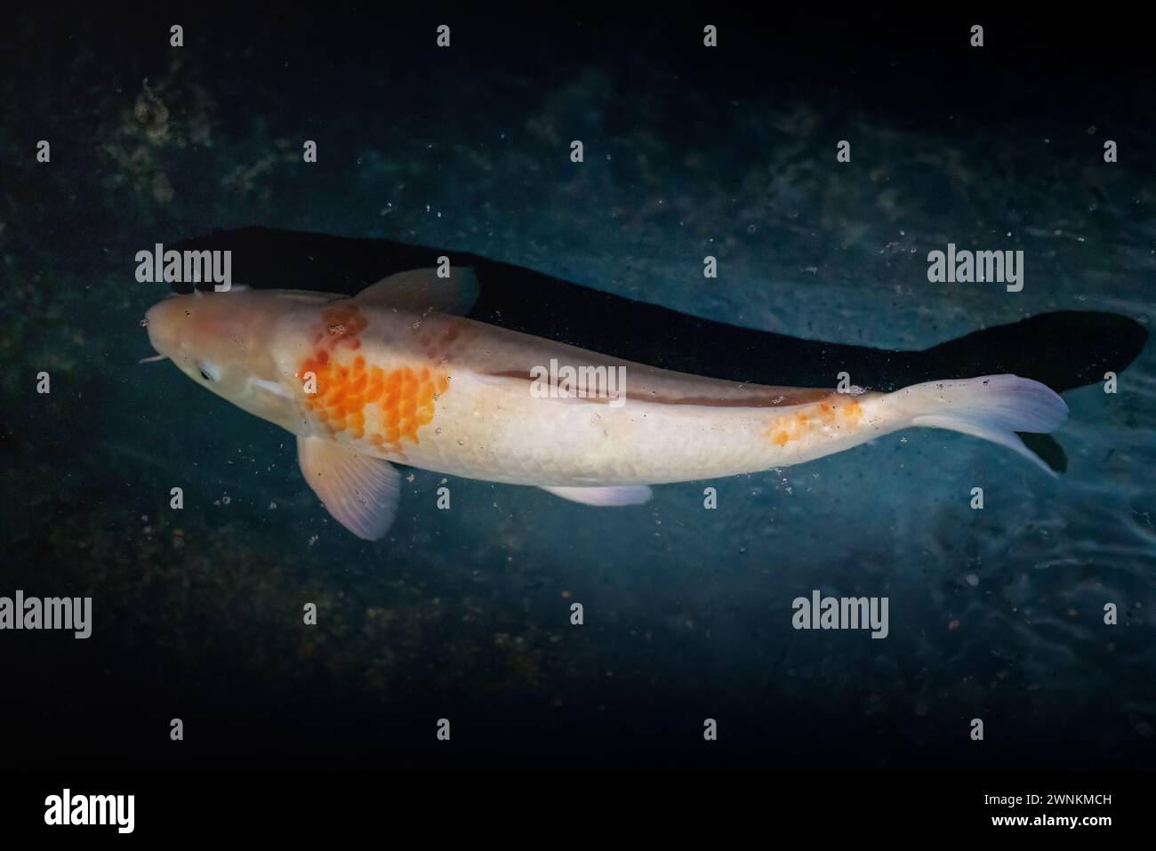 Dekorativer Koi-Fisch (Cyprinus carpio) Stockfoto