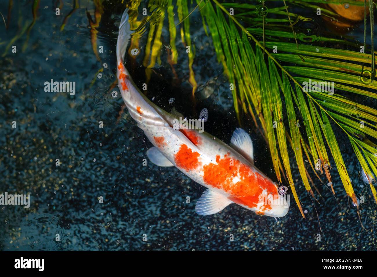 Hariwake Koi Fisch (Cyprinus carpio) - Orange und weiß Stockfoto