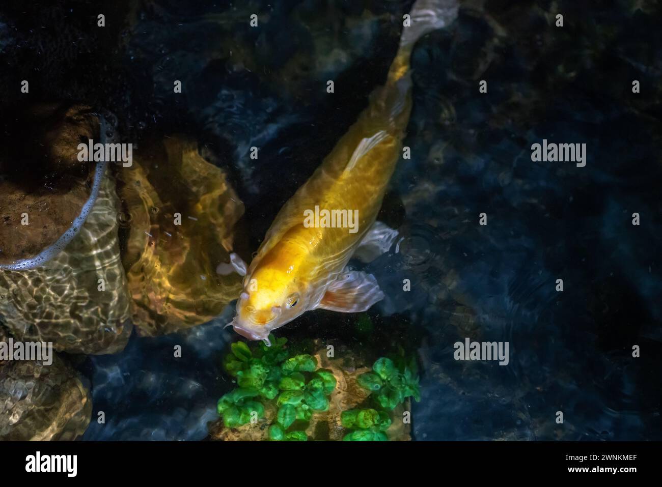 Gelber Koi-Fisch (Cyprinus carpio) Stockfoto