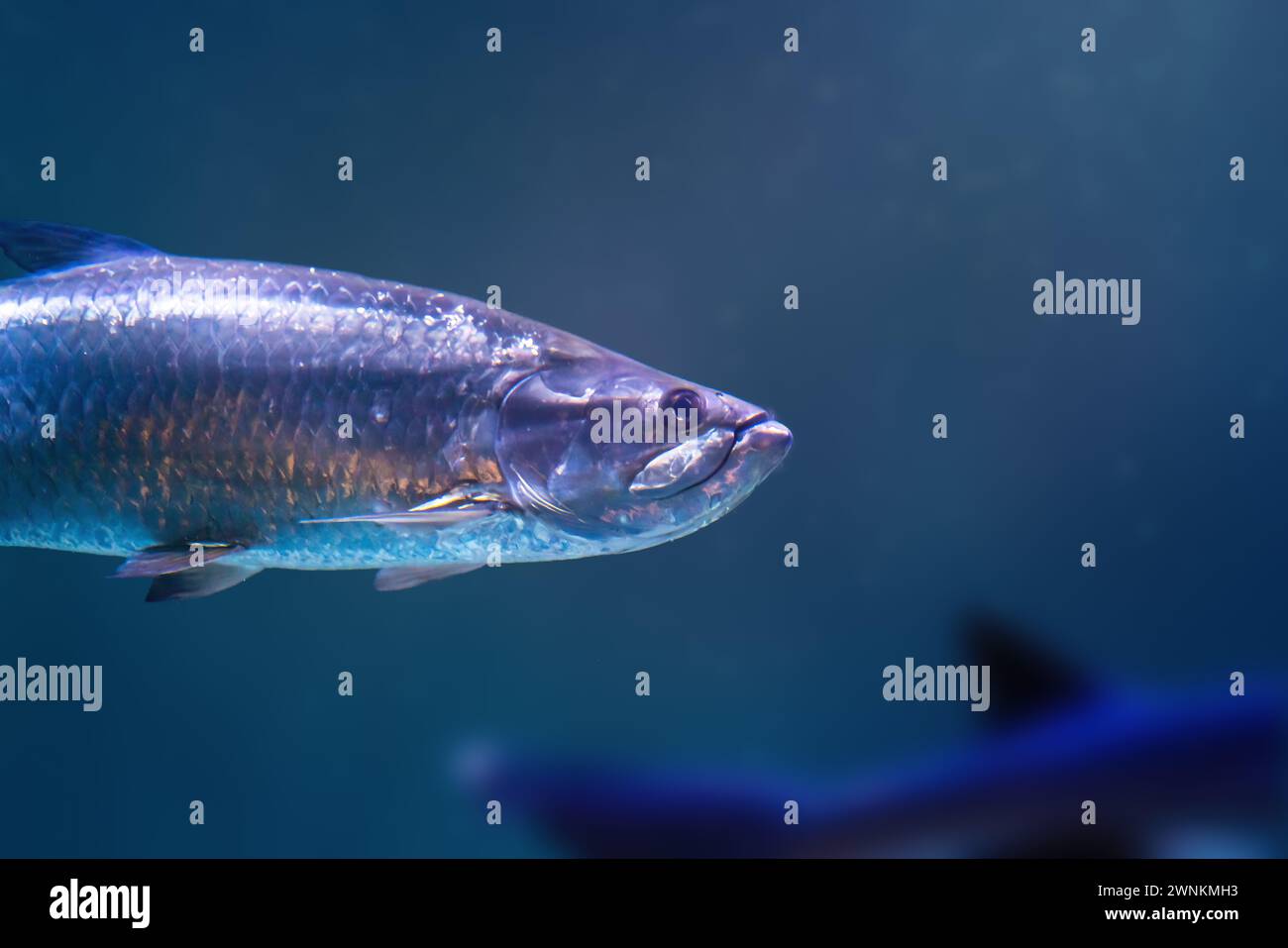 Atlantischer Tarponfisch (Megalops atlanticus) Stockfoto