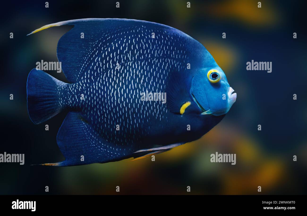 Französischer Angelfisch (Pomacanthus paru) - Meeresfisch Stockfoto