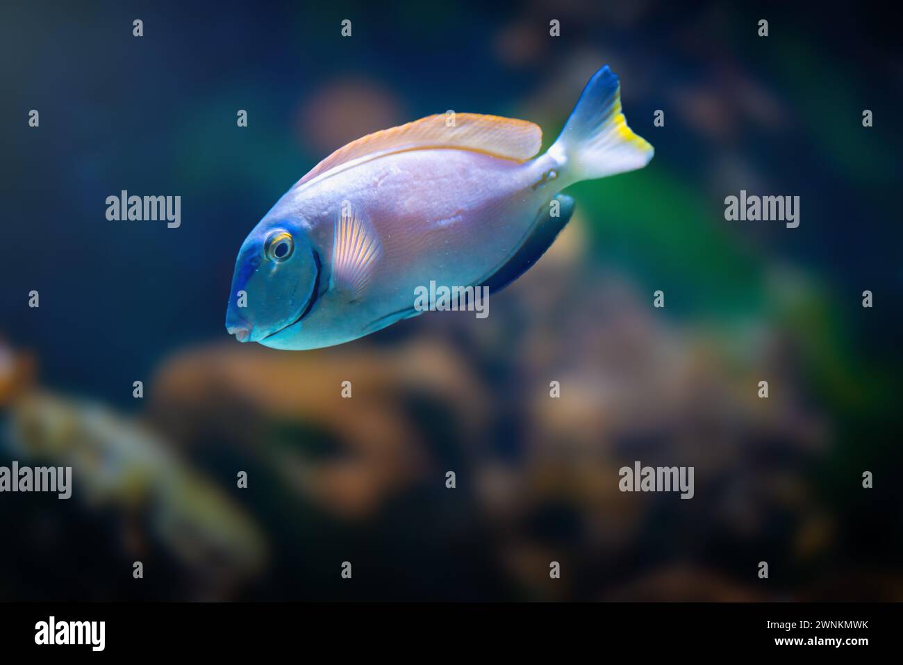 Ozeanchirurg (Acanthurus bahianus) - Meeresfisch Stockfoto