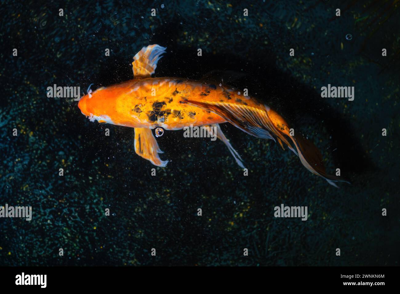 Orange und Schwarzer Koi-Fisch Cyprinus Carpio) Stockfoto