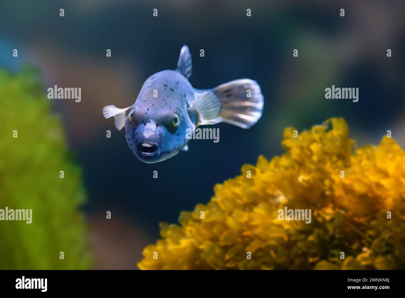 Schwarzfleckenpuffer (Arothron nigropunctatus) oder Hundepuffer Stockfoto