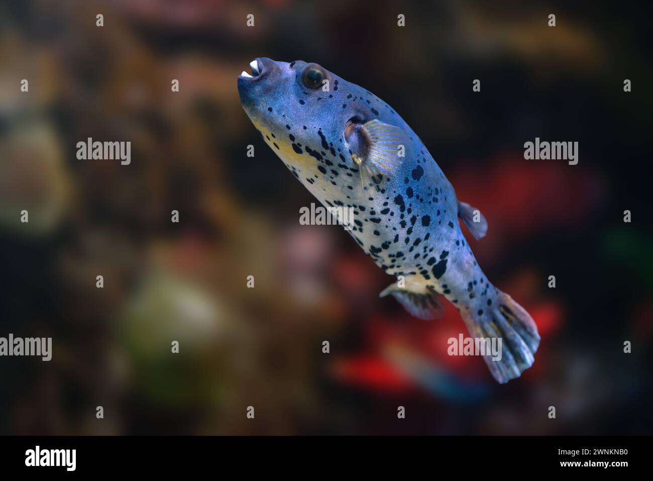 Schwarzfleckenpuffer (Arothron nigropunctatus) oder Hundepuffer Stockfoto