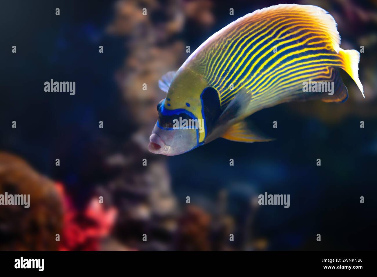 Kaiser Angelfisch (Pomacanthus Imperator) - Meeresfisch Stockfoto