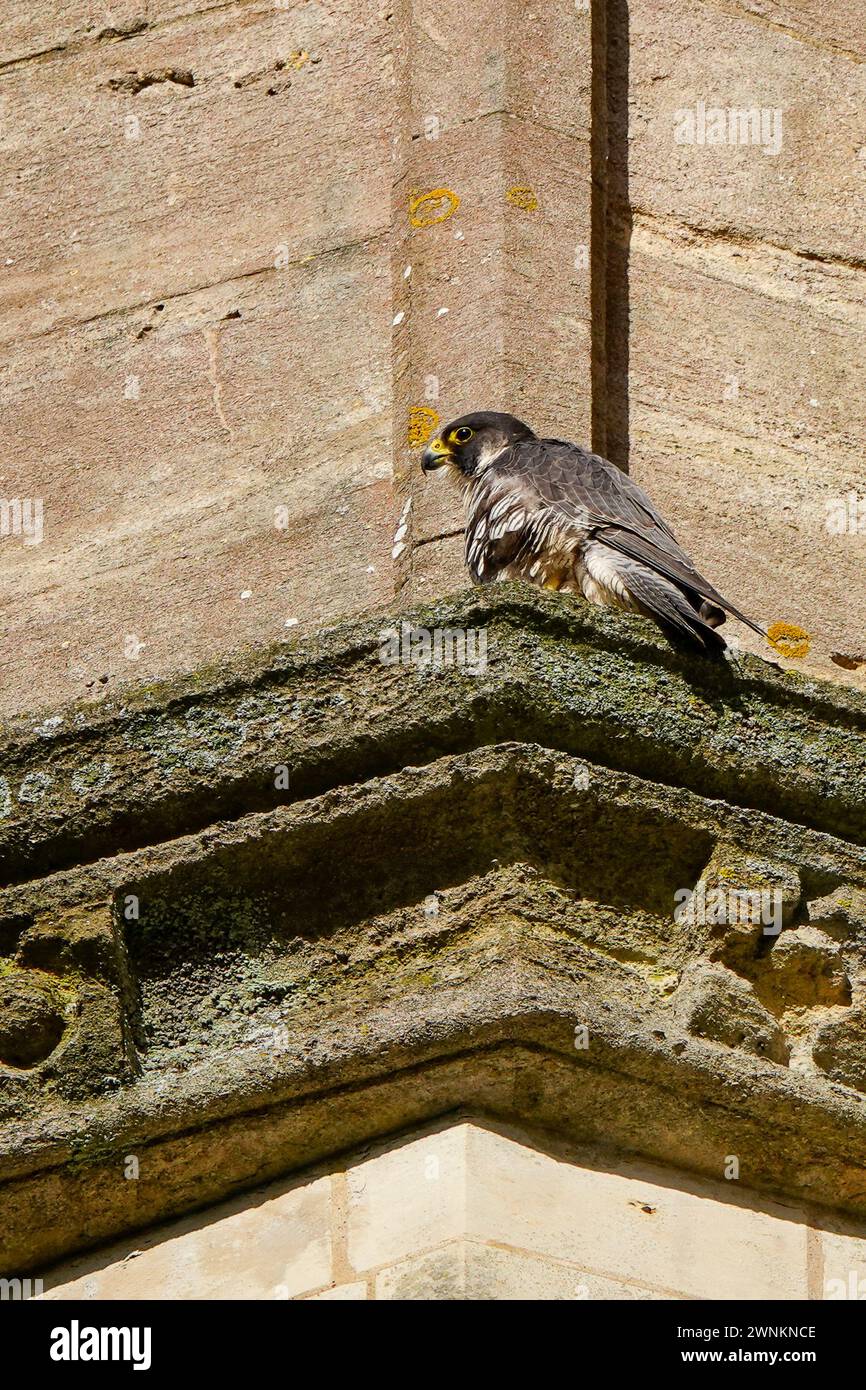 Middle Church Lane, Farnham. März 2024. Ein sehr kalter Start in den