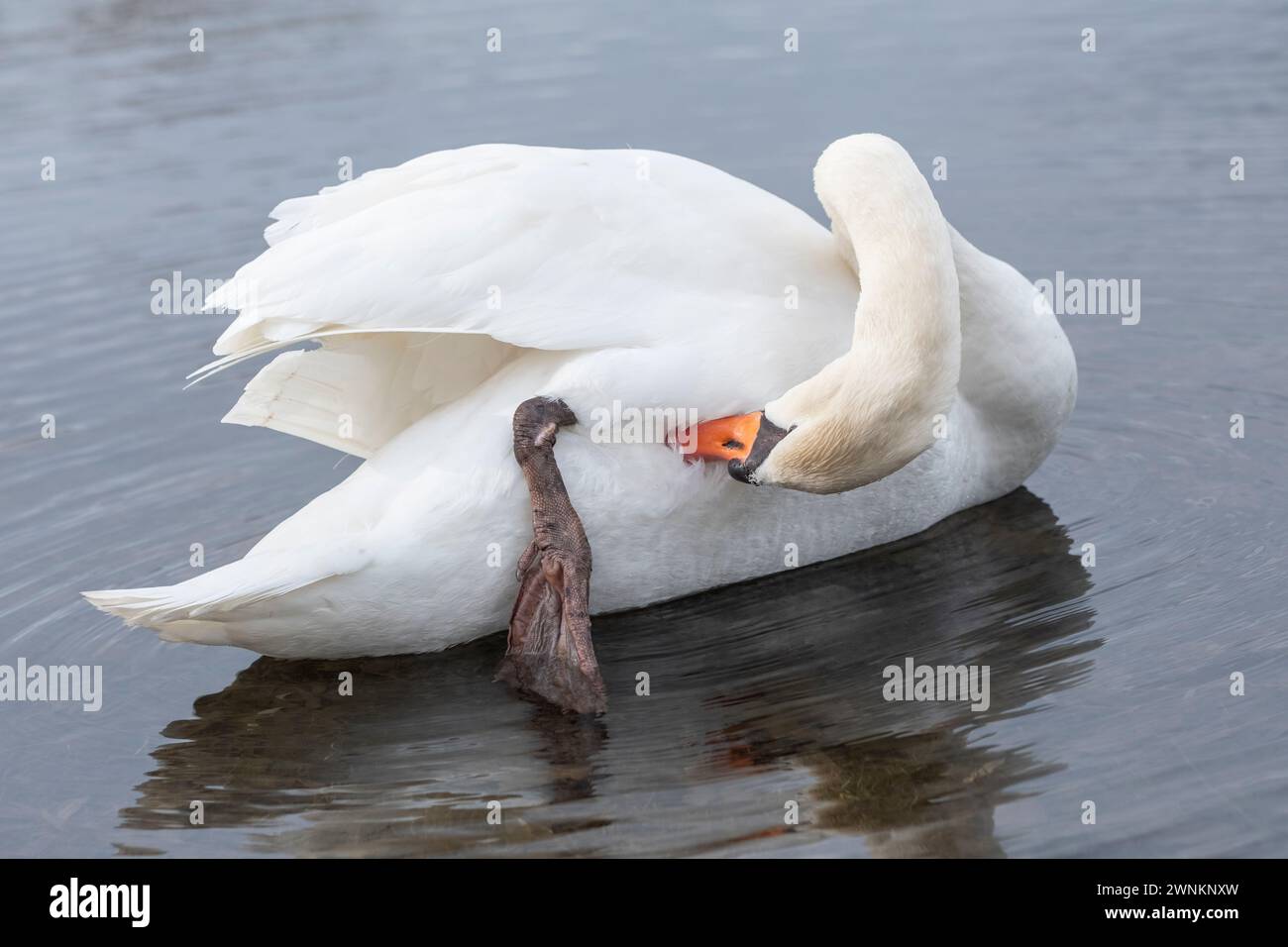 Stummschwan (Cygnus olor) am Fühlinger See in Köln Stockfoto