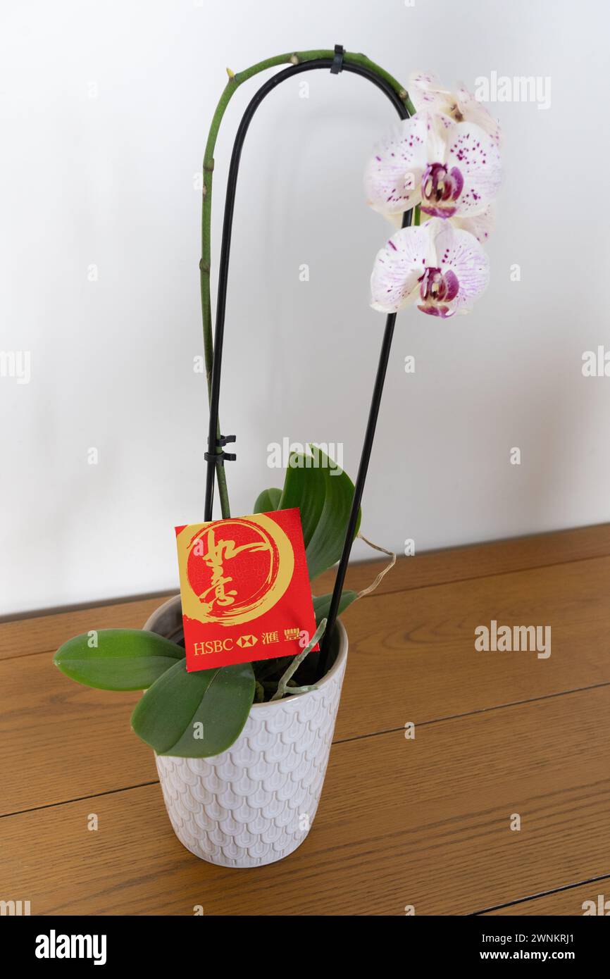 Roter Umschlag für das chinesische Neujahr (hongbao auf Mandarin) mit Geld. Chinesische Schriftzeichen lesen „Gute Wünsche“ oder „wie man will“. Gesponsert von HSBC Stockfoto