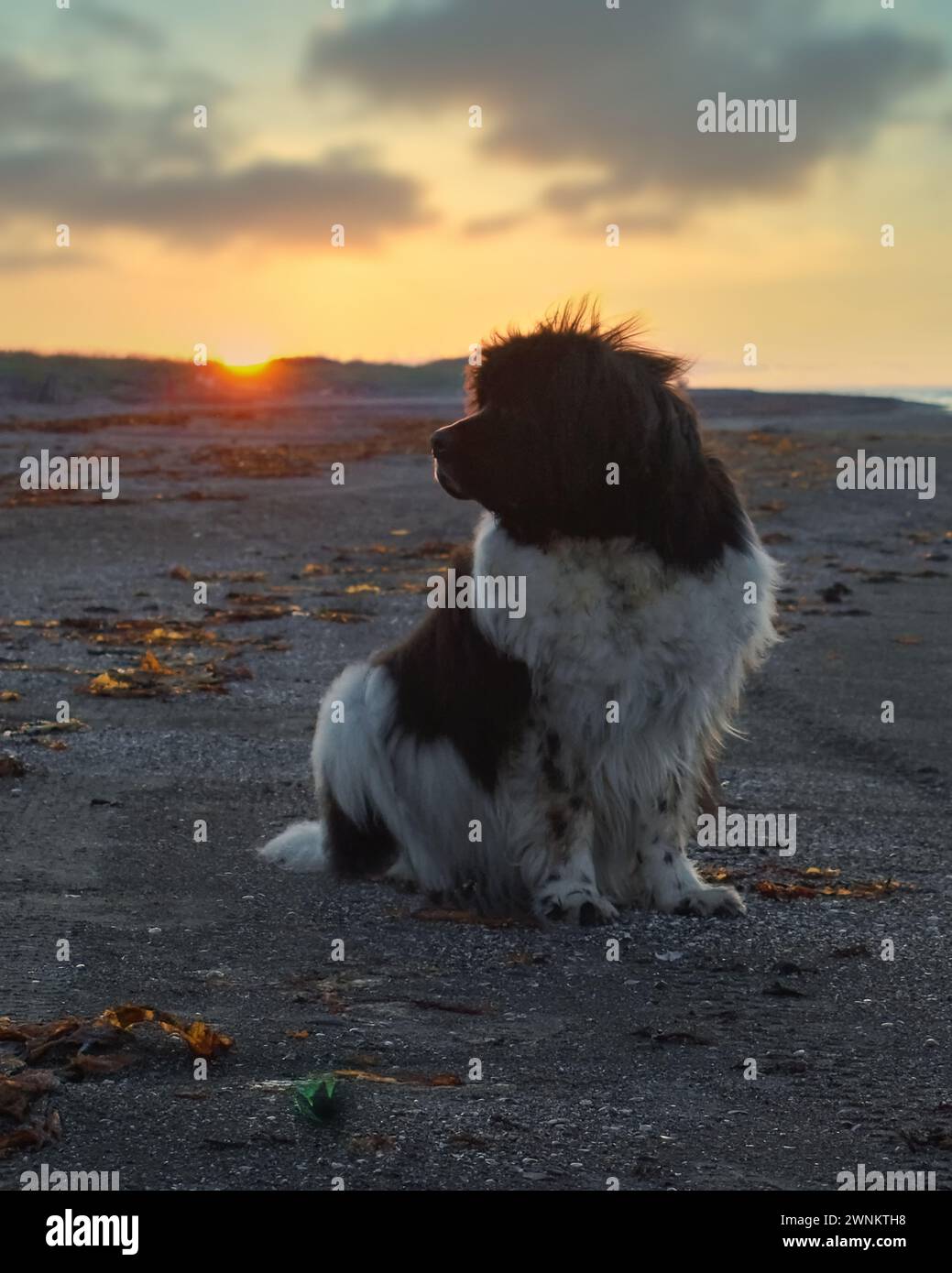 Weißer und schwarzer Landseer Neufundland-Hund, der bei Sonnenuntergang am Strand sitzt Stockfoto