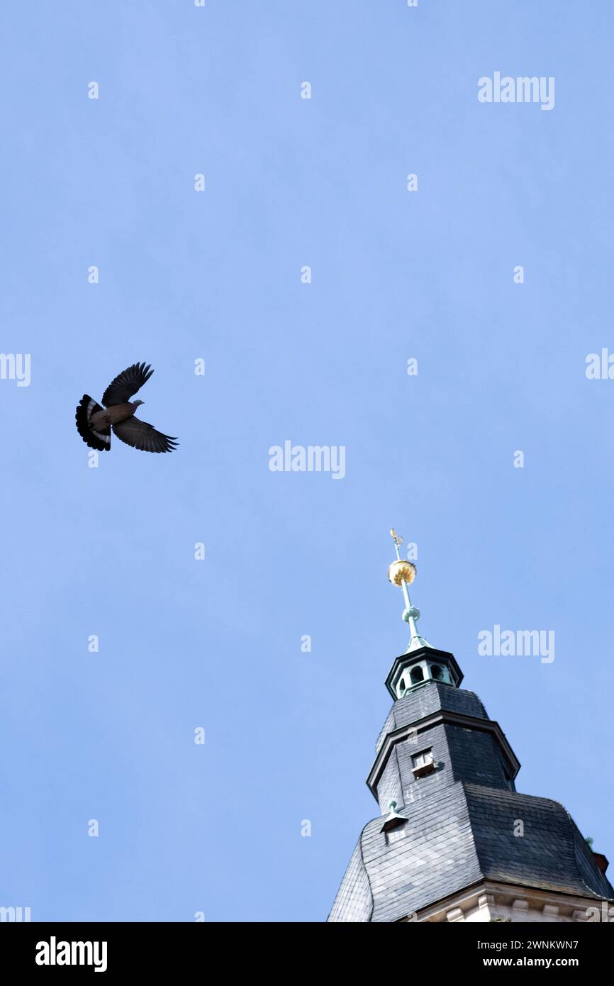 Coburg, Deutschland. März 2024. Eine Taube fliegt am Turm der St. vorbei Evangelisch-Lutherische Kirche Moriz in Coburg. Quelle: Pia Bayer/dpa/Alamy Live News Stockfoto