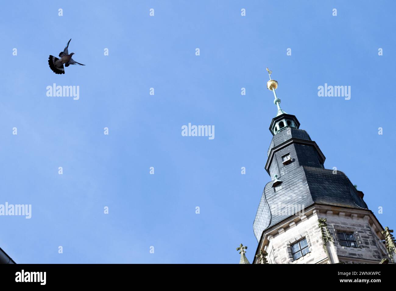 Coburg, Deutschland. März 2024. Eine Taube fliegt am Turm der St. vorbei Evangelisch-Lutherische Kirche Moriz in Coburg. Quelle: Pia Bayer/dpa/Alamy Live News Stockfoto