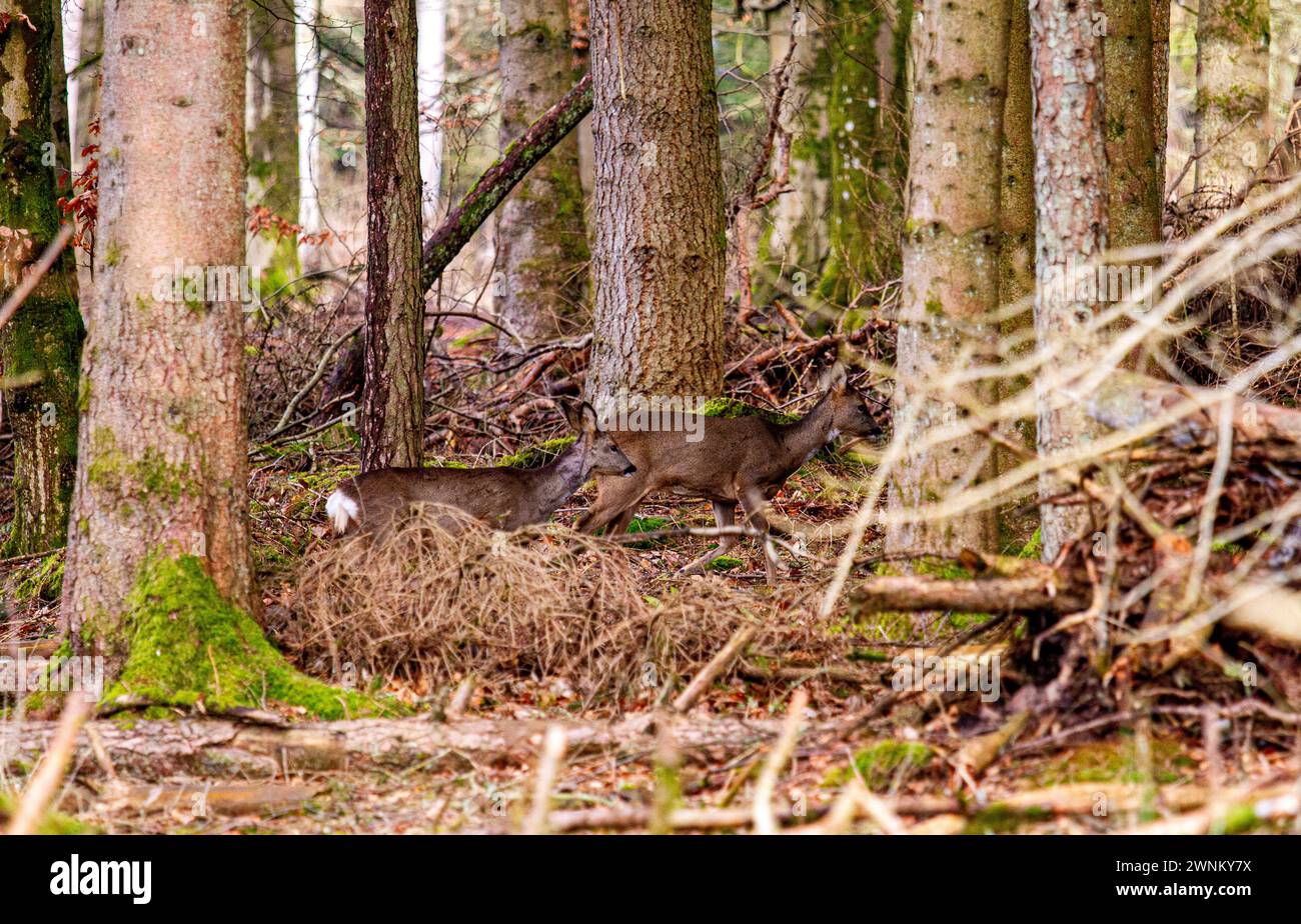 Dundee, Tayside, Schottland, Großbritannien. März 2024. Wetter in Großbritannien: Die Templeton Woods um Dundee bieten eine hervorragende Märzlandschaft, darunter Wildtiere, seltsam geformte Bäume und Spaziergänge in der Natur. Bei frühlingshaften Temperaturen weiden weiße Rumphirsche frei in den Wäldern. Quelle: Dundee Photographics/Alamy Live News Stockfoto