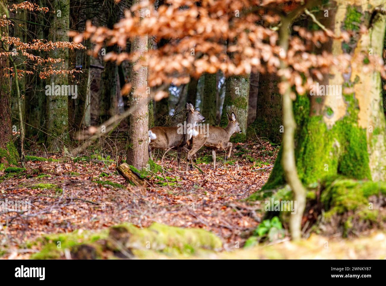 Dundee, Tayside, Schottland, Großbritannien. März 2024. Wetter in Großbritannien: Die Templeton Woods um Dundee bieten eine hervorragende Märzlandschaft, darunter Wildtiere, seltsam geformte Bäume und Spaziergänge in der Natur. Bei frühlingshaften Temperaturen weiden weiße Rumphirsche frei in den Wäldern. Quelle: Dundee Photographics/Alamy Live News Stockfoto