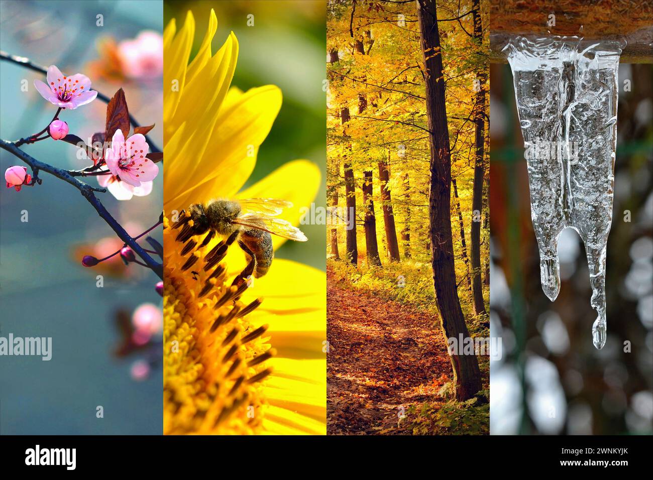 Four Seasons Collage: Frühling, Sommer, Herbst, Winter. Stockfoto