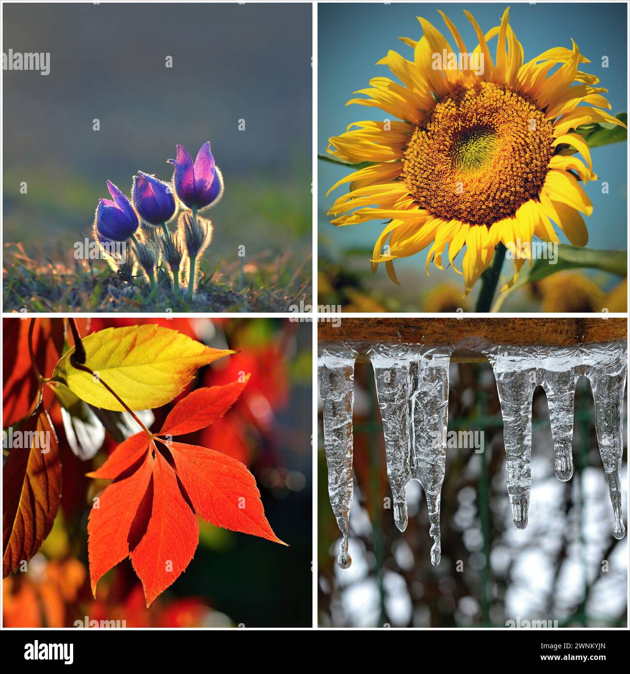 Four Seasons Collage: Frühling, Sommer, Herbst, Winter. Stockfoto