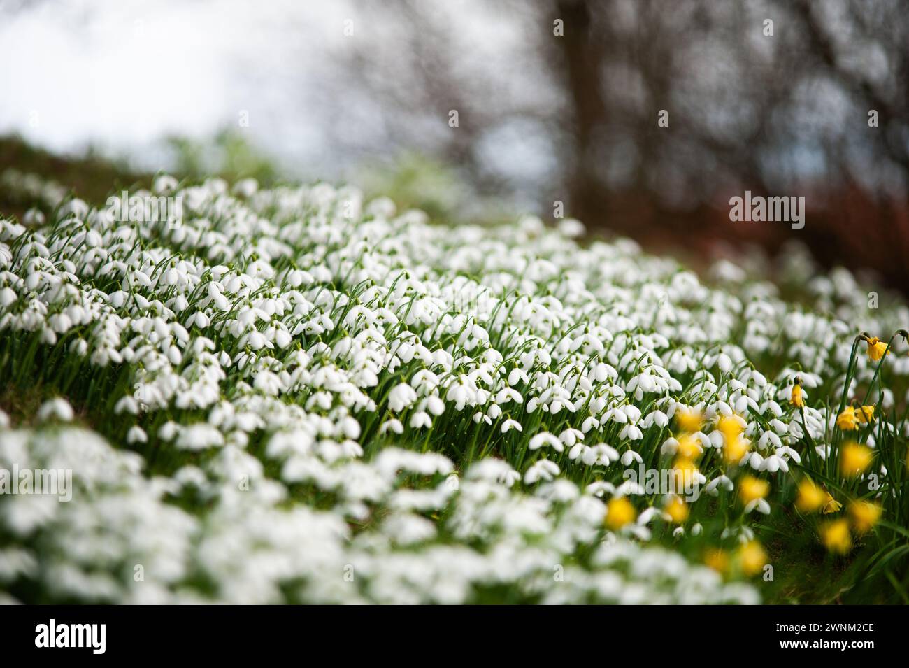 Schneeglöckchen in Hodsock Priory, Nottinghamshire, England Stockfoto