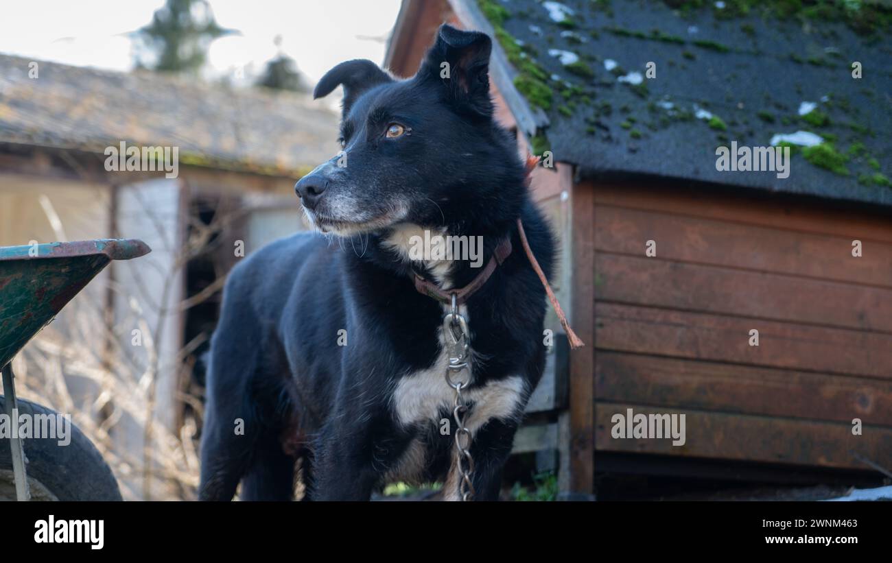 Bauernschafhund in natürlicher Umgebung (Bild in Wales, Großbritannien) Stockfoto