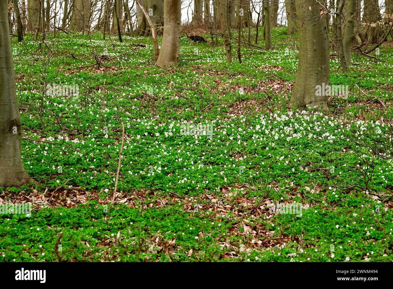 Holzanemone (Anemone nemorosa), Ende März, Deutschland Stockfoto