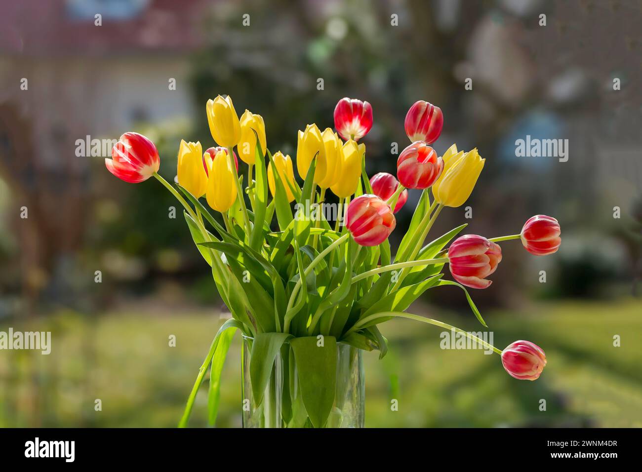 Blumenstrauß aus gelben und roten und weißen Tulpen im Sonnenlicht mit verschwommenem Hintergrund, Deutschland Stockfoto