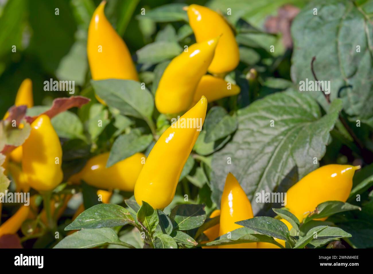 Capsicum annuum, kleiner gelber Paprika als Zierpflanze, Deutschland Stockfoto