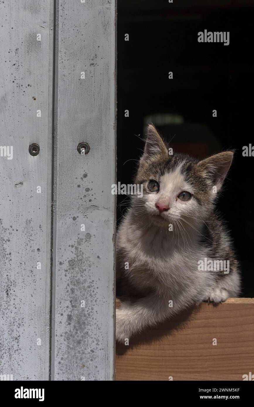 Junge Katze, die aus einer Tür schaut, Bayern, Deutschland Stockfoto