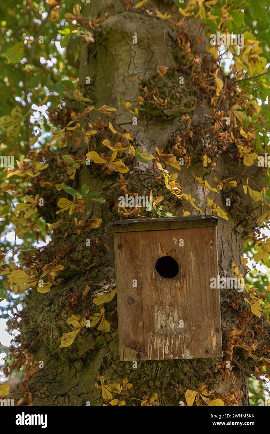 Nistkästchen auf Kastanienbaum (Castanea), Mecklenburg-Vorpommern, Deutschland Stockfoto