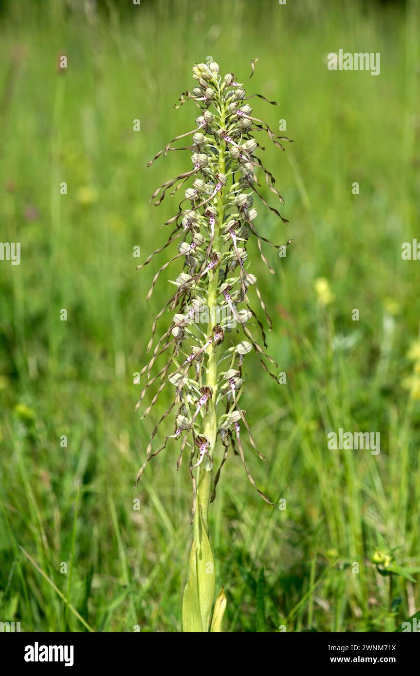Orchideenbocks-Riemenzunge (Himantoglossum hircinum), Region Kaiserstuhl, Deutschland Stockfoto