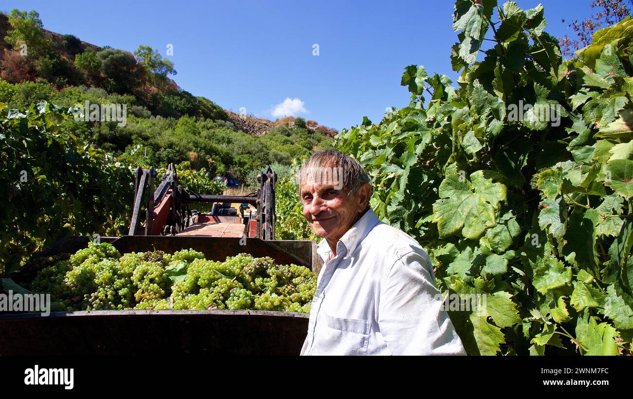 Ein lächelnder Winzer neben einer Ladung frisch geernteter Trauben in einem Wohnwagen, sizilianischer Wein, Sizilien, Italien Stockfoto